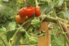Free Brown Rot On Tomatoes Stock Image - 26620721