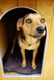 Brown Small Dog In Doghouse Shelter Royalty Free Stock Photo Brown Small Dog In Doghouse Shelter Royalty Free Stock Photo