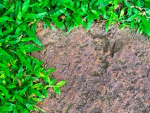 Brown stone walk way with green grass texture. stock images Brown stone walk way with green grass texture. stock images
