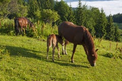 Brown-Stute und -fohlen, die zusammen in einer Weide in den Karpaten im Sommer weiden lassen lizenzfreie stockfotografie Brown-Stute und -fohlen, die zusammen in einer Weide in den Karpaten im Sommer weiden lassen lizenzfreie stockfotografie