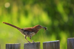 Brown Thrasher en un poste de la cerca con un insecto en su pico imagenes de archivo Brown Thrasher en un poste de la cerca con un insecto en su pico imagenes de archivo