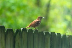 A brown threasher is perched on a wooden fence royalty free stock photography A brown threasher is perched on a wooden fence royalty free stock photography