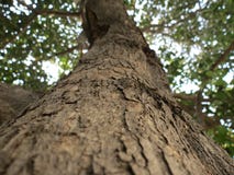 Brown Tree Trunk Royalty Free Stock Photos Brown Tree Trunk Royalty Free Stock Photos