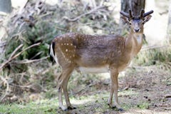 Brown and White 4 Legged Animal Royalty Free Stock Images Brown and White 4 Legged Animal Royalty Free Stock Images