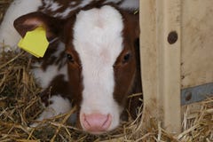 Brown white calf laying in stable royalty free stock images Brown white calf laying in stable royalty free stock images