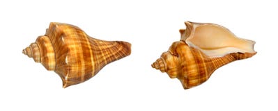 Brown y cáscaras anaranjadas del mar aislados en blanco foto de archivo libre de regalías Brown y cáscaras anaranjadas del mar aislados en blanco foto de archivo libre de regalías