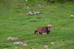 A brown young cow lies on a mountain meadow green surrounded by tiny yellow flowers and looks into the camera royalty free stock image A brown young cow lies on a mountain meadow green surrounded by tiny yellow flowers and looks into the camera royalty free stock image