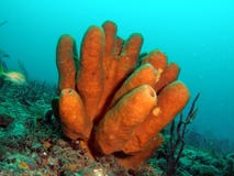 BrownTube Coral Stock Images BrownTube Coral Stock Images