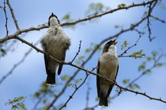 Brubru Birds Perched Singing Royalty Free Stock Photography Brubru Birds Perched Singing Royalty Free Stock Photography