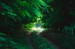 Brud lasowa droga w postaci naturalnego tunelu w zielony deciduous las słońce promienie z trudem robi ich sposobowi przez meliny fotografia stock Brud lasowa droga w postaci naturalnego tunelu w zielony deciduous las słońce promienie z trudem robi ich sposobowi przez meliny fotografia stock