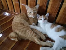 Bruder Cats stockbild Bruder Cats stockbild