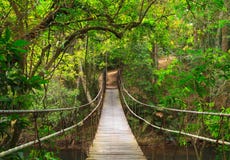 Brug aan de diepe wildernis stock afbeeldingen Brug aan de diepe wildernis stock afbeeldingen