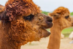 Bruin alpaca hoofdportret met open mond stock fotografie Bruin alpaca hoofdportret met open mond stock fotografie