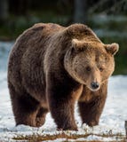 Bruin draag Ursus-arctos op een sneeuw royalty-vrije stock afbeeldingen Bruin draag Ursus-arctos op een sneeuw royalty-vrije stock afbeeldingen