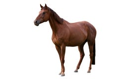 Bruin Paard dat op Wit wordt geïsoleerdk royalty-vrije stock foto's Bruin Paard dat op Wit wordt geïsoleerdk royalty-vrije stock foto's
