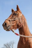 Bruin Werkpaardhoofd met Uitrusting op Sunny Blue Sky Day stock foto's Bruin Werkpaardhoofd met Uitrusting op Sunny Blue Sky Day stock foto's