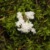 Bruine naaktslak op witte slijmvorm in mosclose-up, selectieve nadruk, ondiepe DOF stock foto Bruine naaktslak op witte slijmvorm in mosclose-up, selectieve nadruk, ondiepe DOF stock foto