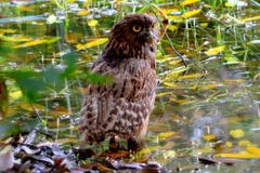 Bruine Vissenuil een grote bruine uil met gedrongen oor-bosjes en gele ogen royalty-vrije stock foto Bruine Vissenuil een grote bruine uil met gedrongen oor-bosjes en gele ogen royalty-vrije stock foto