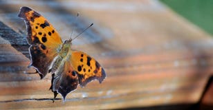 Bruine vlinder die op houten oppervlakte rusten Stock Afbeelding Bruine vlinder die op houten oppervlakte rusten Stock Afbeelding