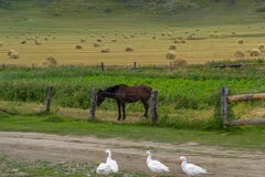 Bruka i de Altai bergen på ett fält med mycket höstack fotografering för bildbyråer Bruka i de Altai bergen på ett fält med mycket höstack fotografering för bildbyråer