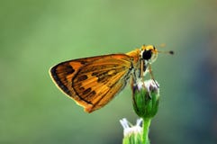 Brun fjäril på ageratum- eller fågelungeogräsblomman arkivfoto Brun fjäril på ageratum- eller fågelungeogräsblomman arkivfoto