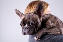 Brun fransk bulldogg som ligger på ägares skuldra royaltyfria foton Brun fransk bulldogg som ligger på ägares skuldra royaltyfria foton