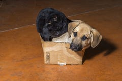Brun hund och svart katt arkivfoton Brun hund och svart katt arkivfoton