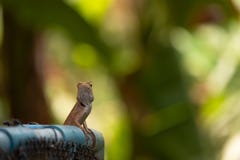 Brun kameleont, inf?dd art av Thailand fotografering för bildbyråer Brun kameleont, inf?dd art av Thailand fotografering för bildbyråer