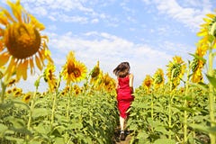 Brunette woman running in sunflower field royalty free stock photos Brunette woman running in sunflower field royalty free stock photos