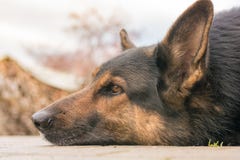 Brunt ligga för hund som kopplas av på golvet arkivbilder Brunt ligga för hund som kopplas av på golvet arkivbilder
