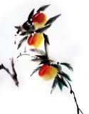 Peach Chinese painting vector illustration Peach Chinese painting vector illustration