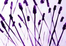 The brush draws thin long lines that intersect with each other. Awesome feeling of rustling high grass. stock illustration The brush draws thin long lines that intersect with each other. Awesome feeling of rustling high grass. stock illustration