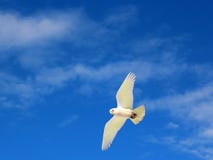 Brutale witte corella flyimg omhoog van dichtbij het eten van groene olijven van een straatboom. stock foto Brutale witte corella flyimg omhoog van dichtbij het eten van groene olijven van een straatboom. stock foto
