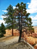 Bryce Canyon Panorama de V.S. stock afbeelding Bryce Canyon Panorama de V.S. stock afbeelding
