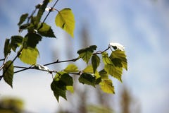 Brzozy gałąź z liśćmi, niebieskie niebo z białymi chmurami Wiosna jest czasem kwiecenie zdjęcie stock Brzozy gałąź z liśćmi, niebieskie niebo z białymi chmurami Wiosna jest czasem kwiecenie zdjęcie stock