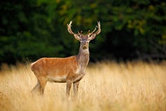 Brüllen Sie majestätischen starken erwachsenen Rotwildhirsch außerhalb des Herbstwaldes, Dyrehave, Dänemark lizenzfreie stockbilder Brüllen Sie majestätischen starken erwachsenen Rotwildhirsch außerhalb des Herbstwaldes, Dyrehave, Dänemark lizenzfreie stockbilder