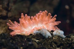 Bubble-tip anemone Entacmaea quadricolor royalty free stock image Bubble-tip anemone Entacmaea quadricolor royalty free stock image