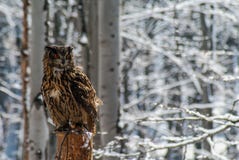 Bubo Bubouhu stockbilder Bubo Bubouhu stockbilder
