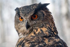 Bubo för EurasianEagle-uggla bubo arkivfoto Bubo för EurasianEagle-uggla bubo arkivfoto