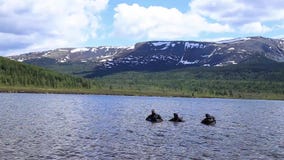 Buceo con escafandra en un lago de la montaña, técnicas practicantes para los salvadores de la emergencia inmersión en agua fría almacen de metraje de vídeo Buceo con escafandra en un lago de la montaña, técnicas practicantes para los salvadores de la emergencia inmersión en agua fría almacen de metraje de vídeo