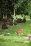 Buck in forest royalty free stock image Buck in forest royalty free stock image