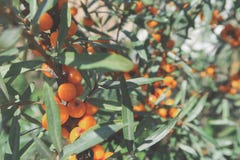 buckthorn κλάδων μούρων ώριμη θάλασ&s Ώριμα πορτοκαλιά μούρα λευκαγκαθιών σε έναν κλάδο με τα πράσινα φύλλα Λευκαγκαθιά σε ένα δέ στοκ εικόνες buckthorn κλάδων μούρων ώριμη θάλασ&s Ώριμα πορτοκαλιά μούρα λευκαγκαθιών σε έναν κλάδο με τα πράσινα φύλλα Λευκαγκαθιά σε ένα δέ στοκ εικόνες