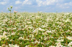  buckwheat fotografia de stock