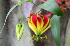 Bud of Tropical Flower Gloriosa Superba, Botanic Garden Stock Photos Bud of Tropical Flower Gloriosa Superba, Botanic Garden Stock Photos