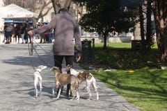 Budapest, Hungría - 8 de abril de 2018: Un dogwalker que pasa tiempo con tres perros en un parque urbano en un día soleado imagen de archivo libre de regalías Budapest, Hungría - 8 de abril de 2018: Un dogwalker que pasa tiempo con tres perros en un parque urbano en un día soleado imagen de archivo libre de regalías