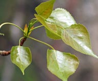 Budding Birch tree with new leaf growth in Spring Stock Images Budding Birch tree with new leaf growth in Spring Stock Images