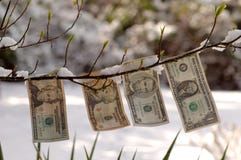 Budding Dollars Royalty Free Stock Photography Budding Dollars Royalty Free Stock Photography