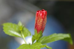 Budding Red Hibiscus Flower Stock Images