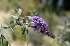Buddleja-davidii Sport von ` Raider ` Schmetterlings-Bush-` Raider ` Lizenzfreie Stockfotografie Buddleja-davidii Sport von ` Raider ` Schmetterlings-Bush-` Raider ` Lizenzfreie Stockfotografie
