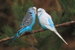 Budgerigar Stock Images